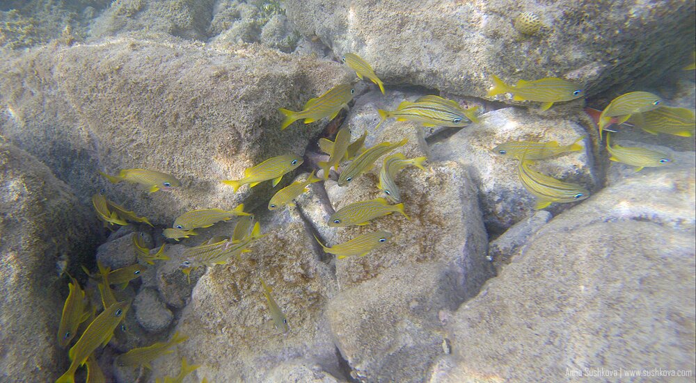 5underwater-world-of-sint-maarten.jpg