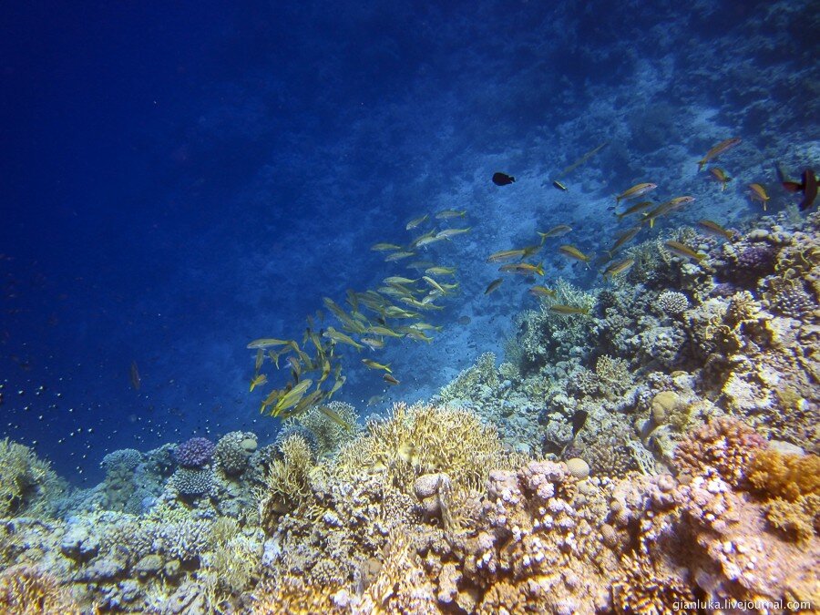 6underwater-egypt.jpg