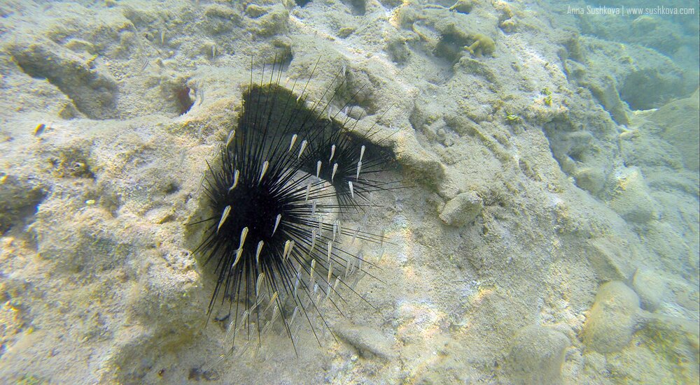 6underwater-world-of-sint-maarten.jpg