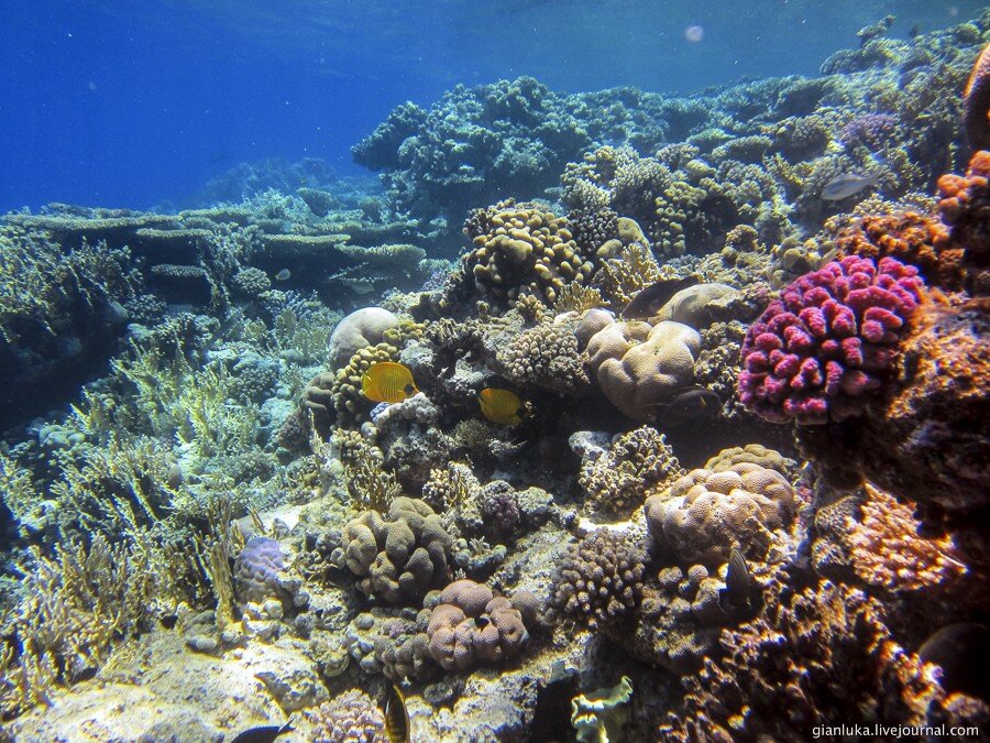 7underwater-egypt.jpg
