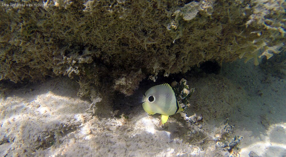 7underwater-world-of-sint-maarten.jpg