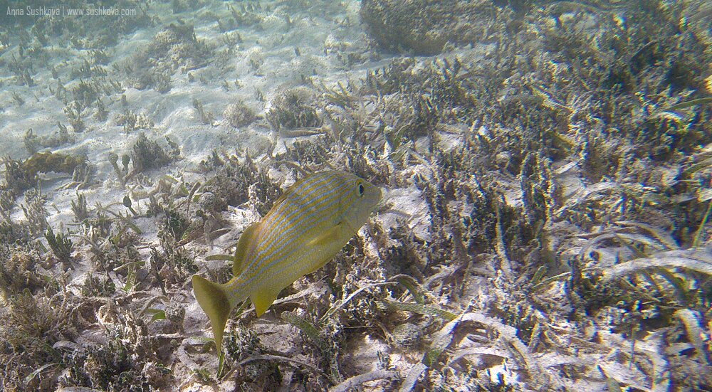 8underwater-world-of-sint-maarten.jpg