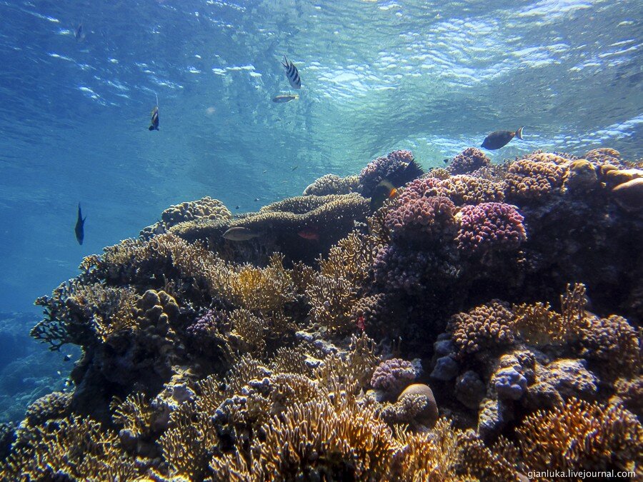 9underwater-egypt.jpg