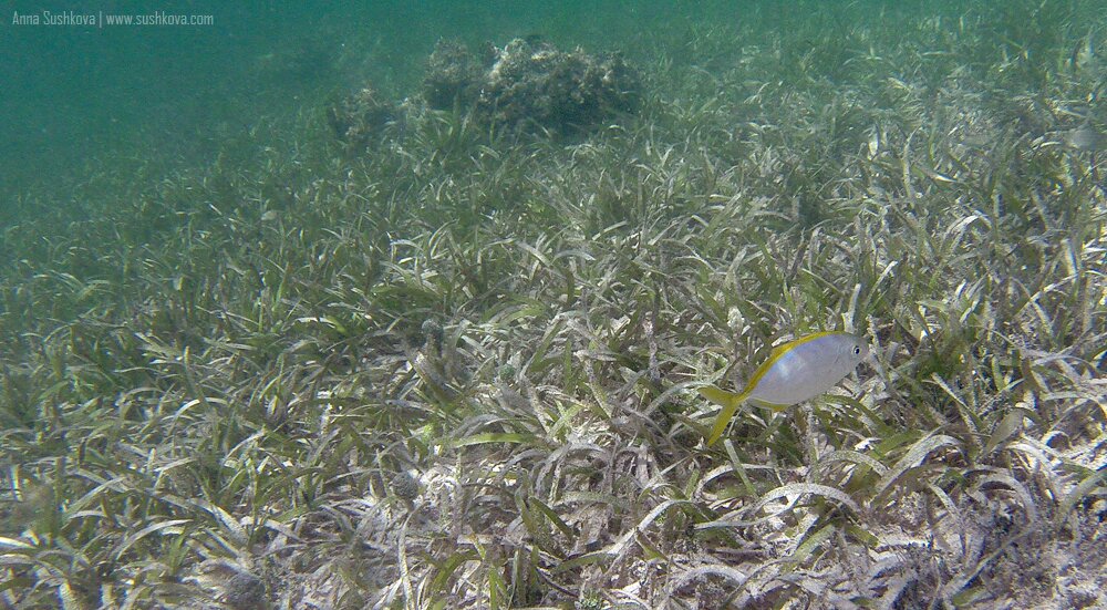 9underwater-world-of-sint-maarten.jpg