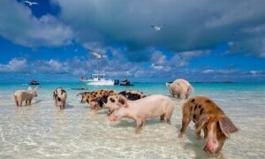 Bahamas: Swimming Pigs