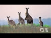 Embedded thumbnail for Australia &amp;amp; New Zeland